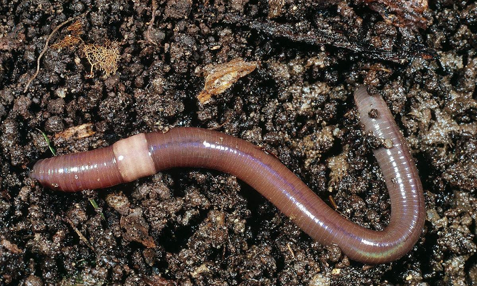 吉林蚯蚓有機肥和泥土